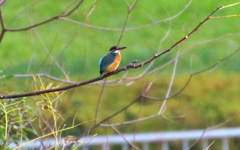 カワセミちゃん（♀）大阪／城北