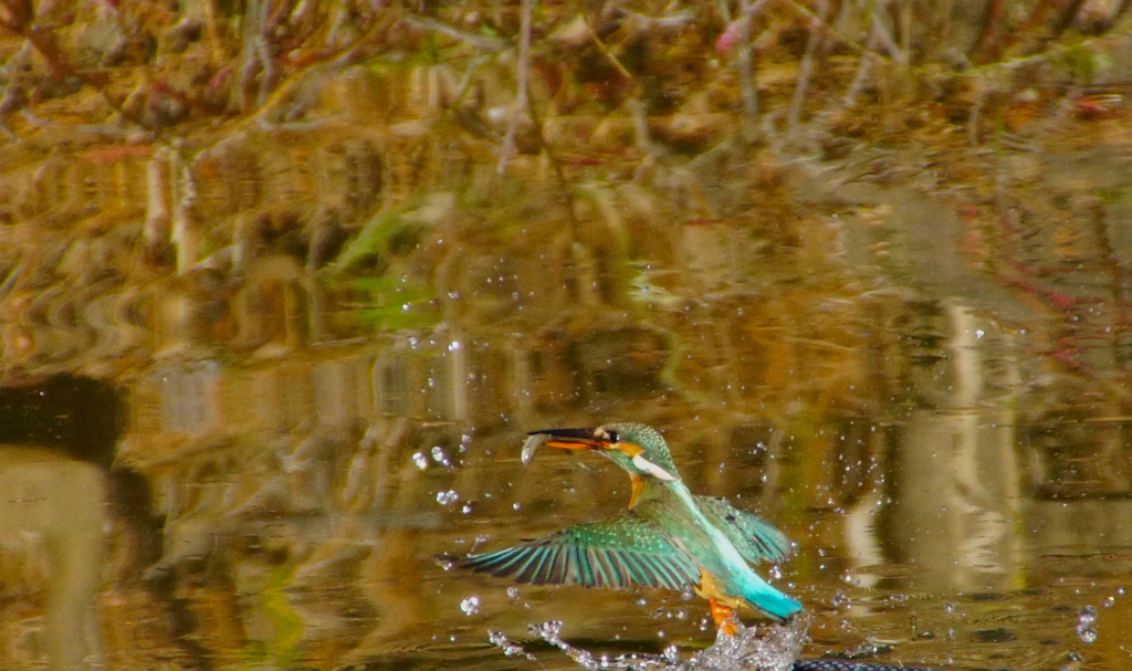 お魚ゲットなカワセミちゃん♀