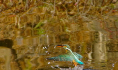 お魚ゲットなカワセミちゃん♀