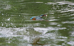 カワセミちゃん