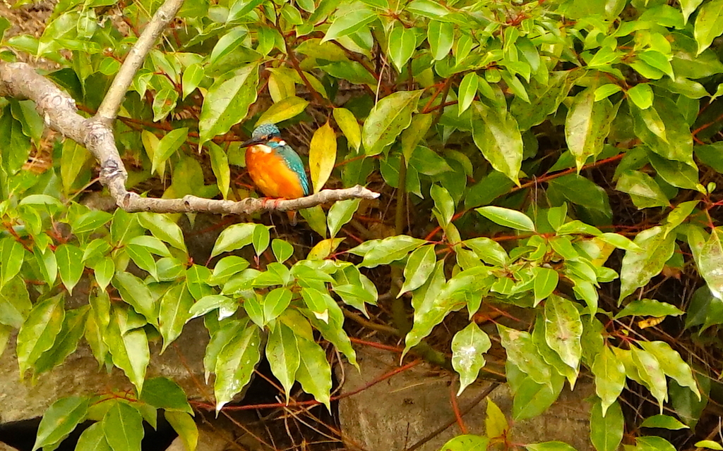 カワセミくん（大阪／城北公園）