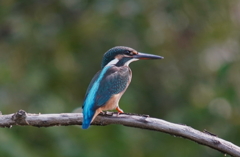 カワセミ幼鳥ちゃん　大阪◇旭区