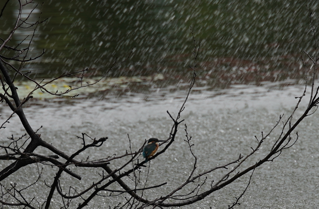 雨中のカワセミくん　　大阪／天王寺