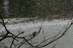 雨中のカワセミくん　　大阪／天王寺
