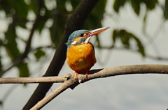 枝にカワセミちゃん♀   大阪／千里