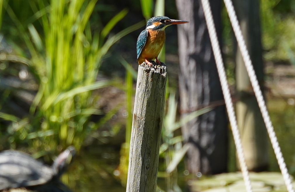 杭にカワセミちゃん♀ 大阪／千里
