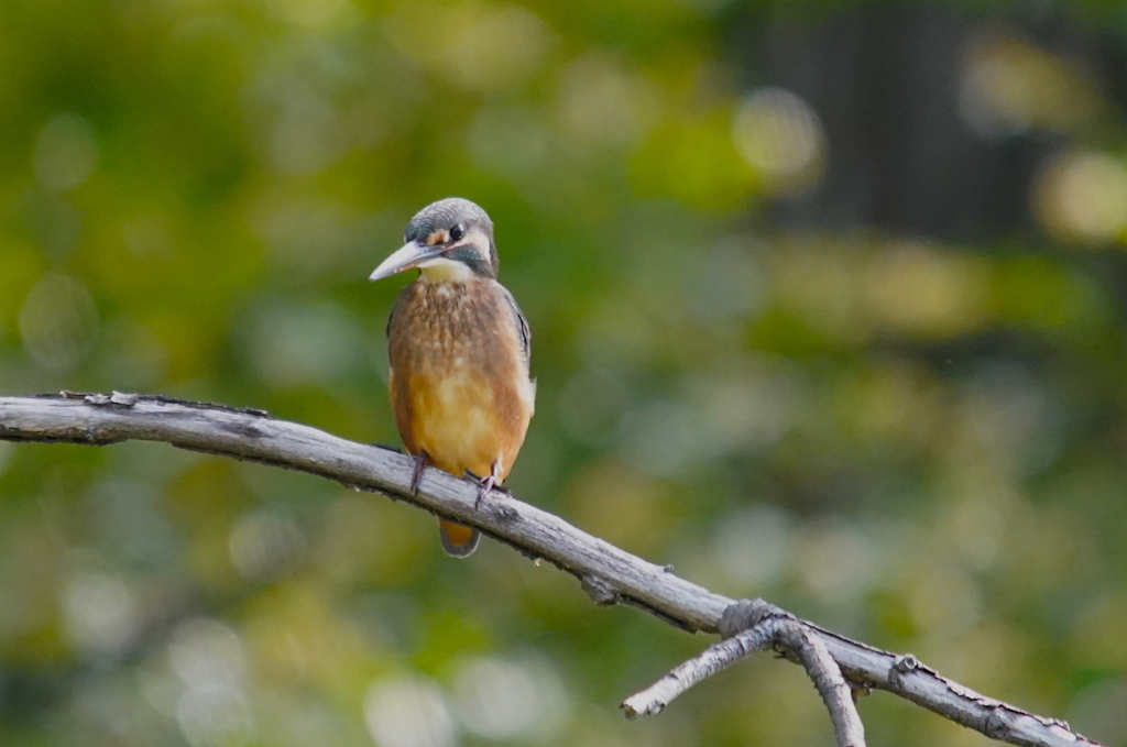 カワセミ幼鳥ちゃん　大阪◇旭区