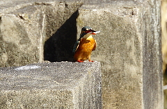 カワセミちゃん♀ 大阪／天王寺