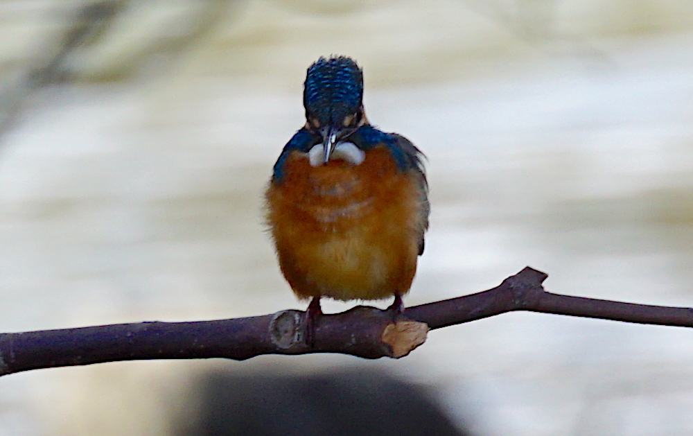 枝にカワセミくん