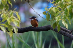 カワセミちゃん