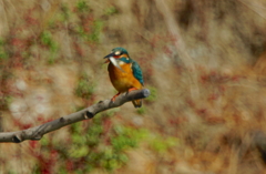 カワセミちゃん（♀）大阪