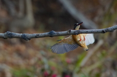 枝に、、カワセミちゃん
