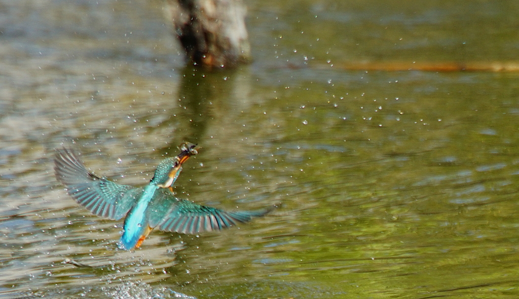 カワセミちゃん（♀）大阪／旭