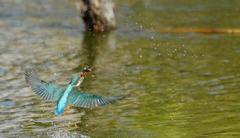 カワセミちゃん（♀）大阪／旭