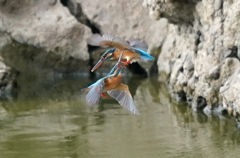 空中バトル勃発なカワセミちゃん♀たち　　大阪◇長居