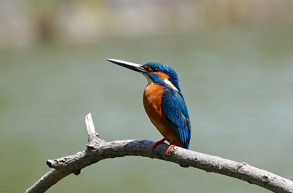 枝にカワセミくん　　大阪／吹田山田