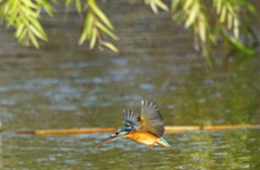 カワセミちゃん（♀）大阪／旭