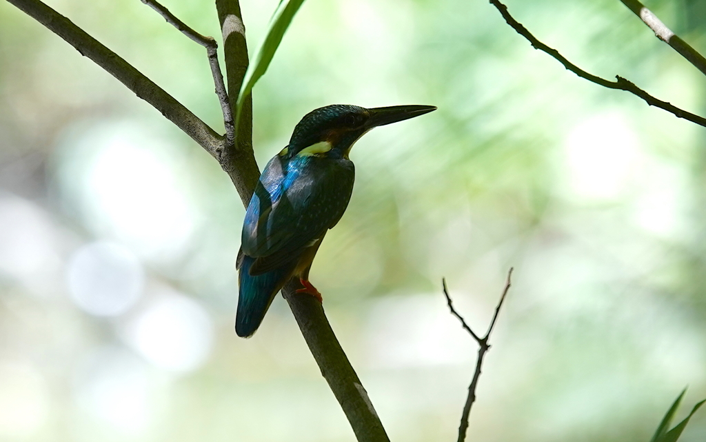 カワセミくん　♂     大阪◇豊中千里