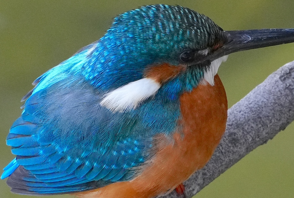 枝にカワセミくん♂        大阪／天王寺