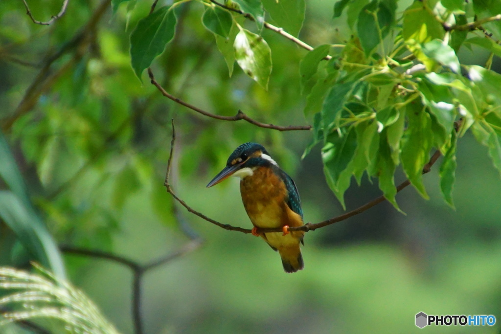 カワセミちゃん