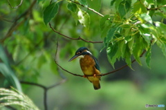 カワセミちゃん