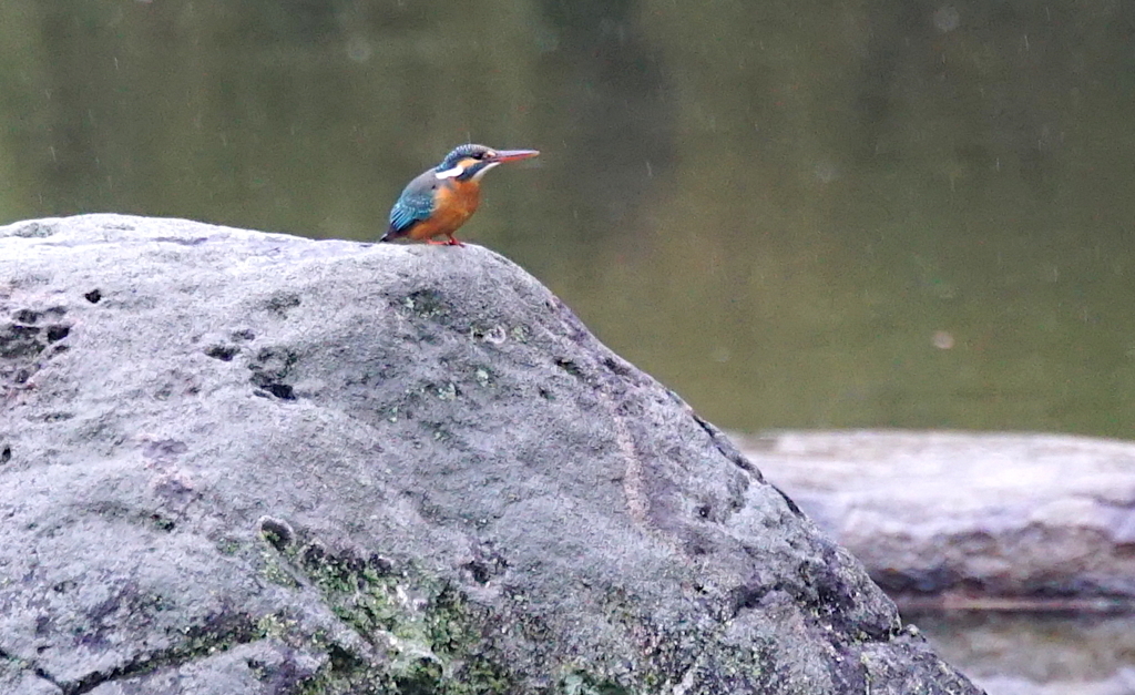 岩にカワセミちゃん（♀）大阪／天王寺