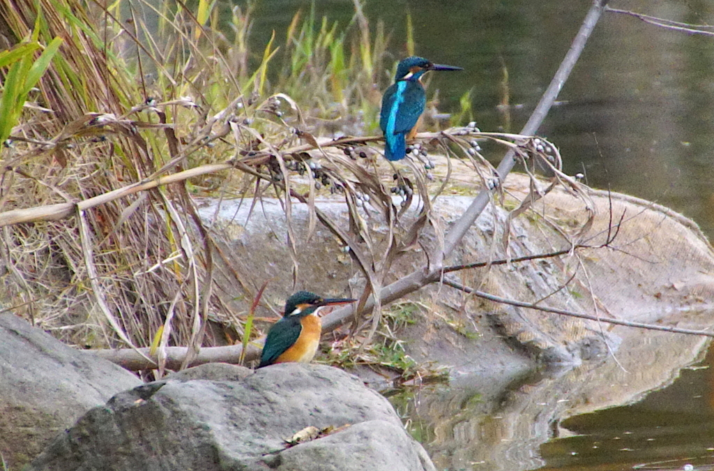 カワセミカップル