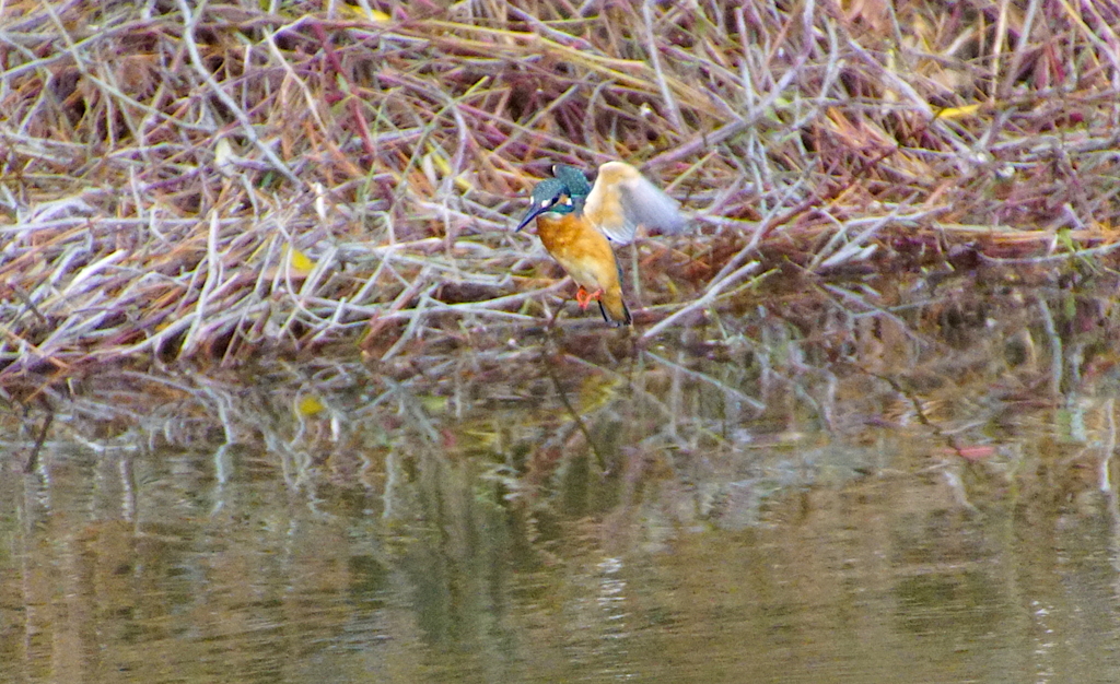 ホバリングなカワセミくん
