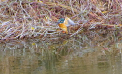 ホバリングなカワセミくん