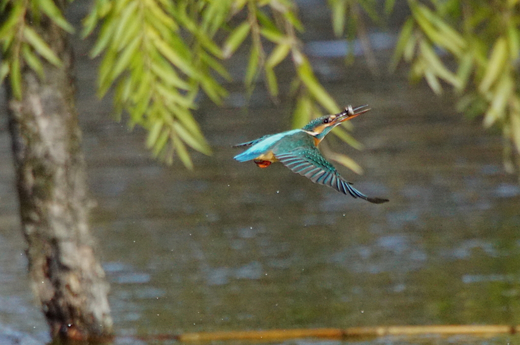 カワセミちゃん（♀）大阪／旭区