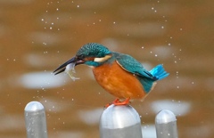 お魚ゲットなカワセミくん　　　大阪／旭