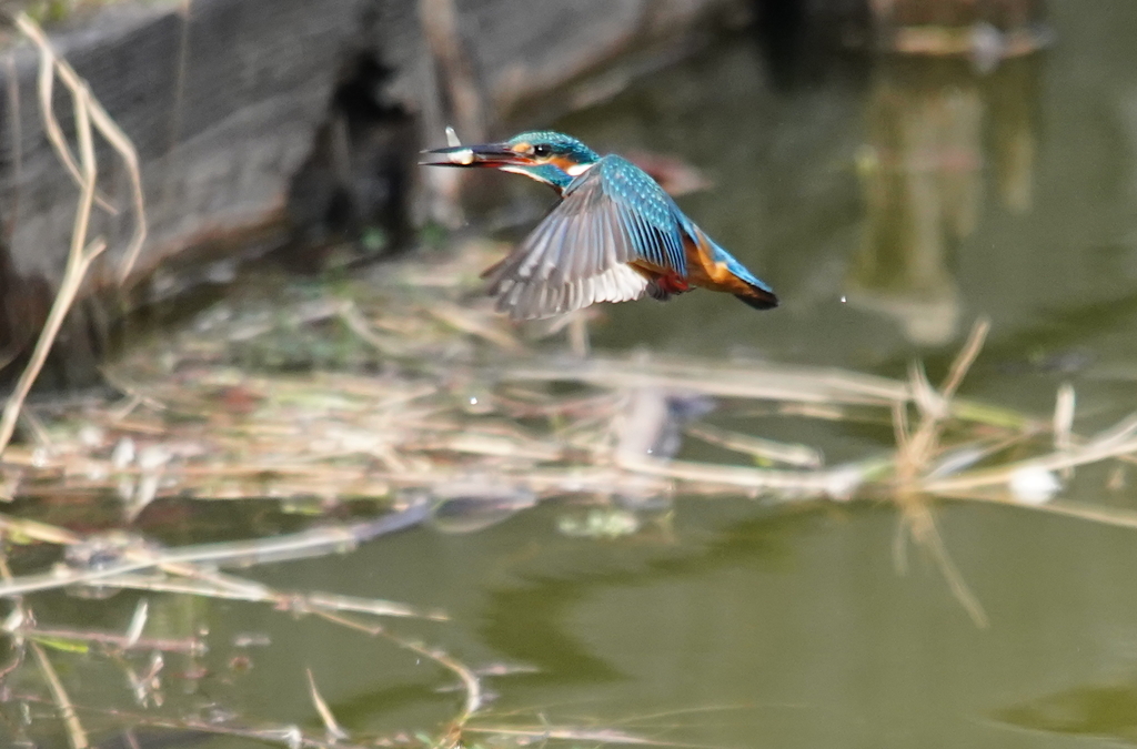 お魚ゲットなカワセミくん　　大阪／天王寺