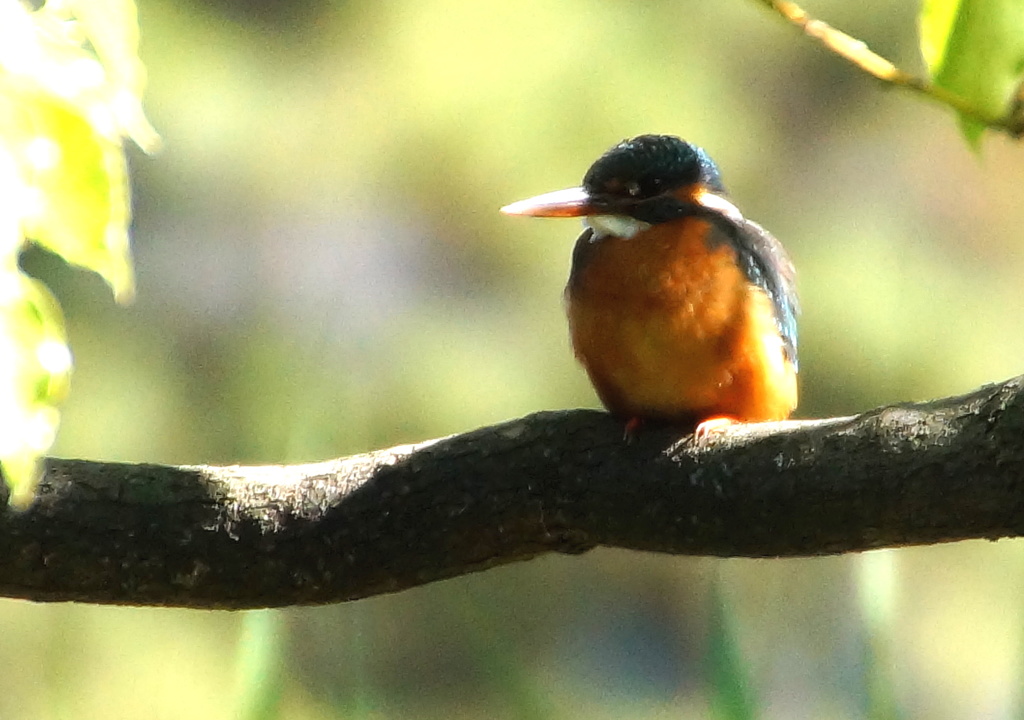 カワセミちゃん