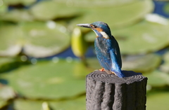 カワセミくん♂  大阪◇豊中千里