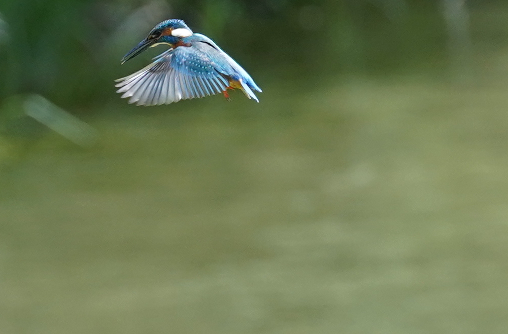 ホバリングなう