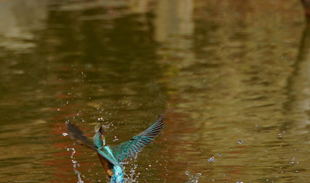 お魚ゲットなカワセミちゃん（♀）大阪／旭