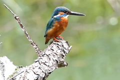 カワセミくん♂ 大阪／千里