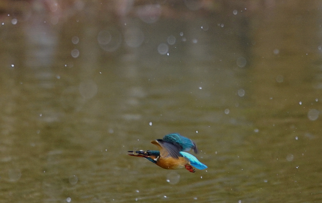 お魚ゲットで飛び去り