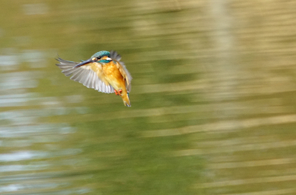 狙いを定める空中停止飛行