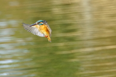 狙いを定める空中停止飛行