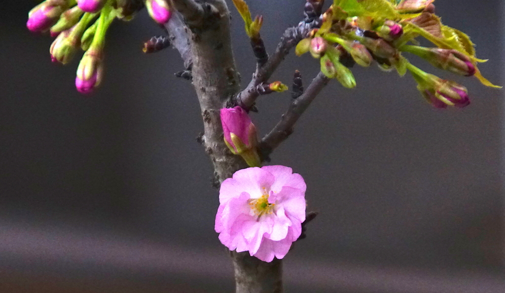 桜