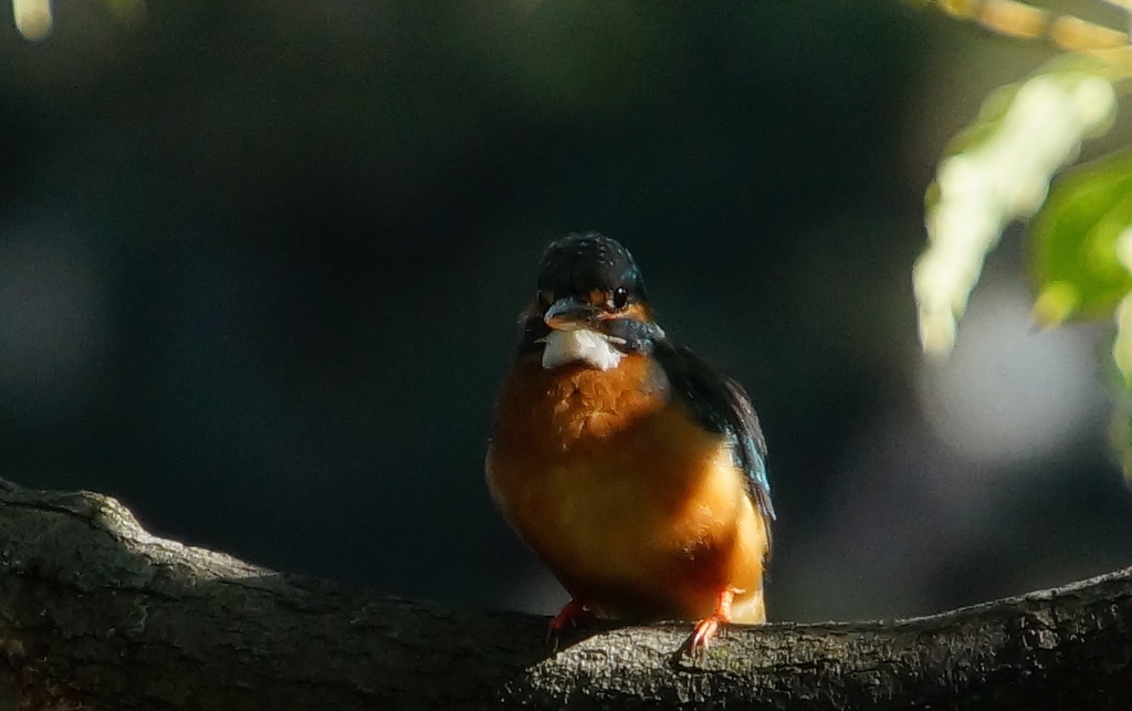 カワセミちゃん
