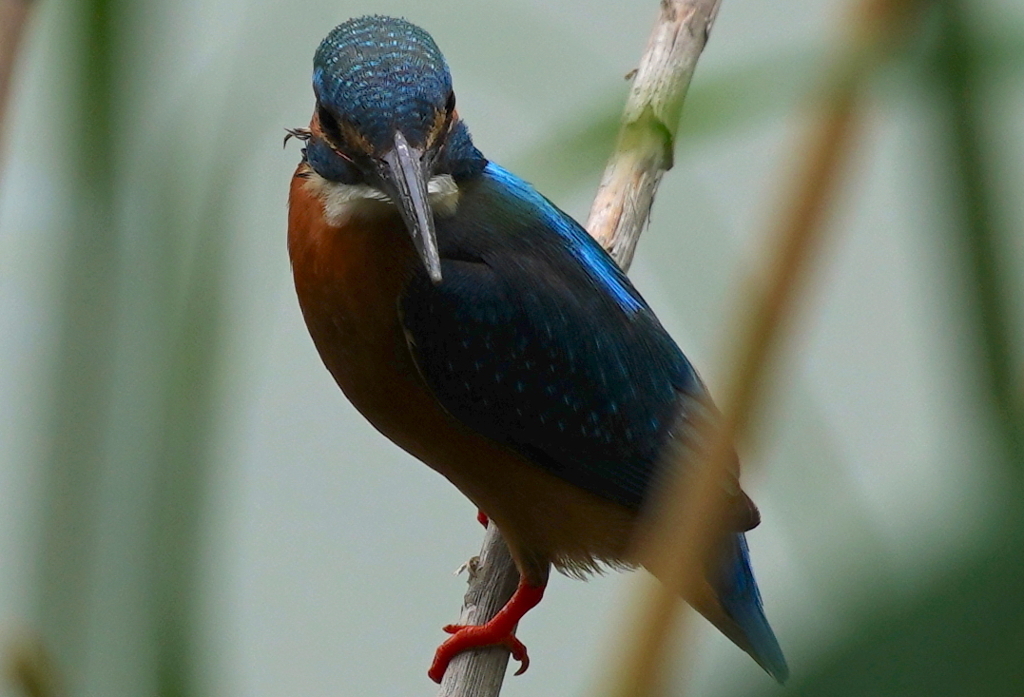 ヨシにカワセミくん