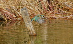 カワセミくん（大阪）