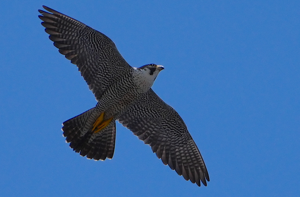 舞うハヤブサくん　　　大阪／泉大津