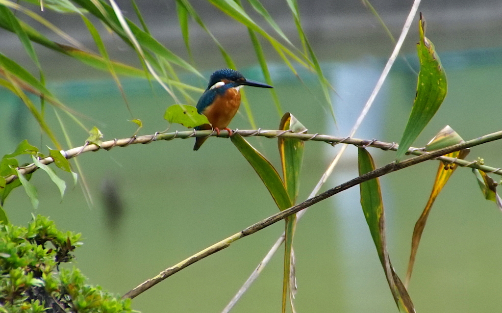 カワセミくん（大阪／千里）