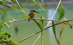 カワセミくん（大阪／千里）