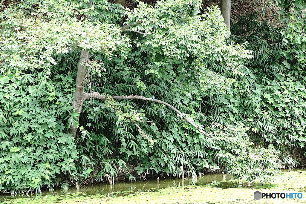 カワセミくん（大阪／茶臼山）