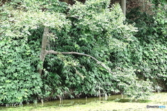 カワセミくん（大阪／茶臼山）