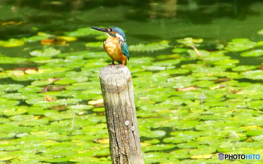 カワセミくん（大阪／茶臼山）